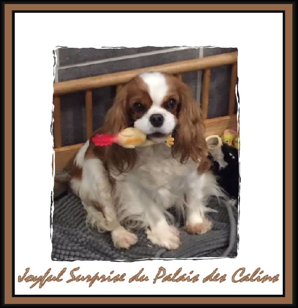 Joyful surprise du Palais des Calins