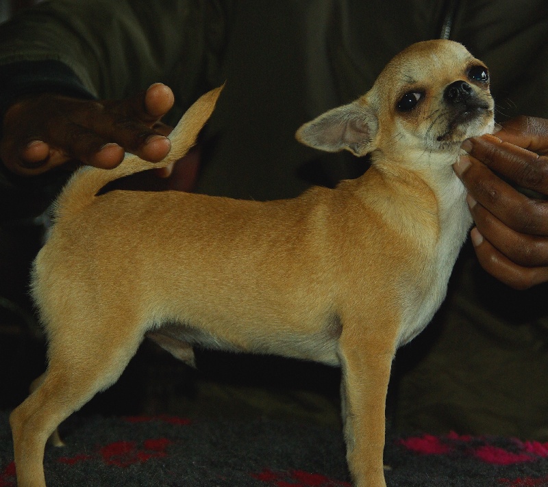 Publication : Des Folie's Louise De Vances Auteur : KLG