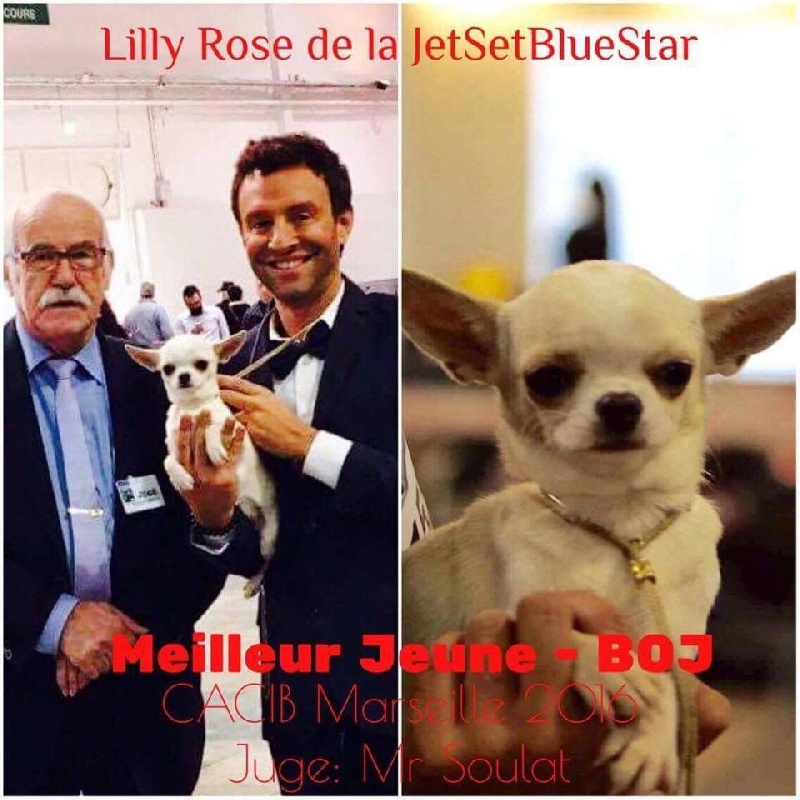 Jet Set's Blue Star Lilly rose