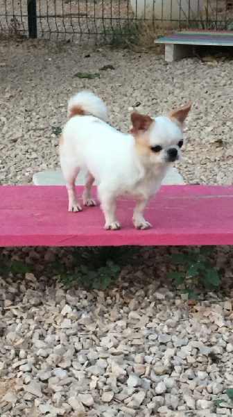 Force more power iz tvoey mechty