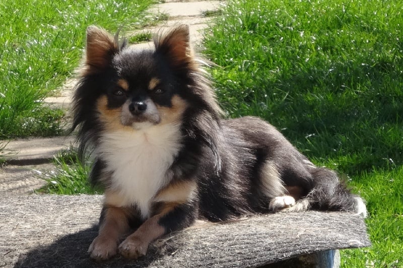 Jeudi bleu Des patibullies