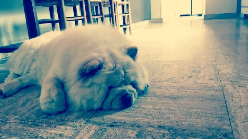 Publication : De La Ferme De Maizelan Auteur : Élevage de la Ferme de Maizelan