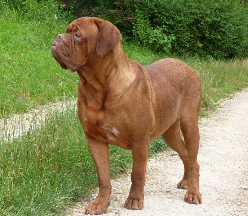 Li-lou De L'acajou Dogue