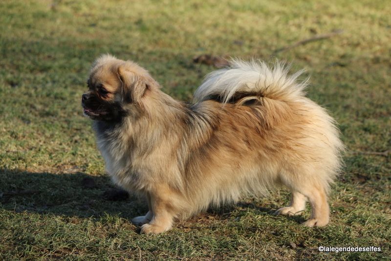 Publication : de la légende des elfes Auteur : RL