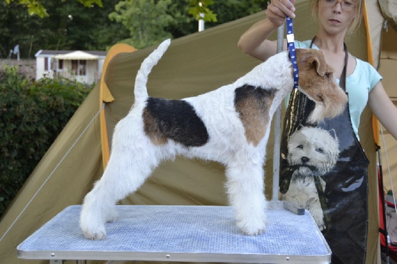 Publication : Of Wire Ground Auteur : WG