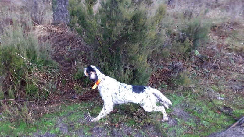 Publication : De La Mélée Au Bois Auteur : Mr regeon