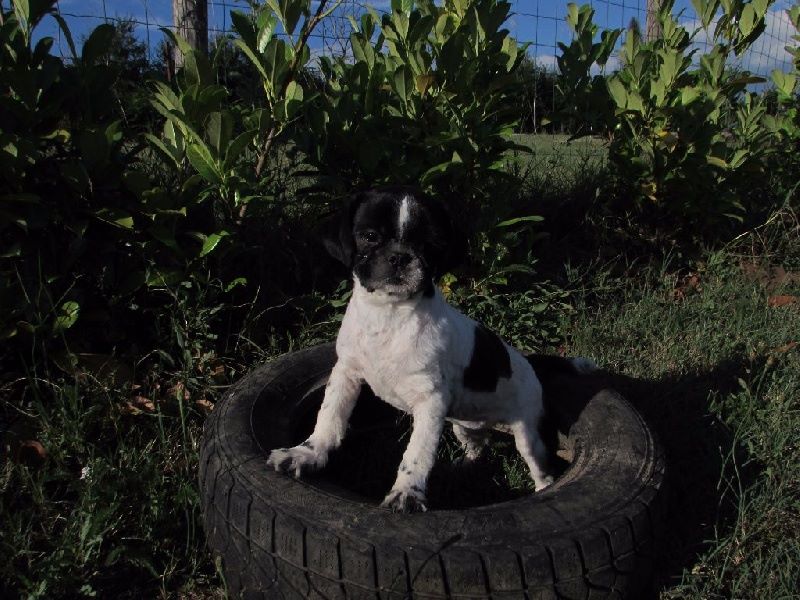 Misha du Moulin de la Terrasse
