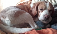 Étalon Beagle - Mon chien Des Fauves D'orient