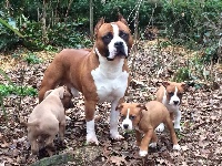 Étalon American Staffordshire Terrier - rican dog's G' red pearl