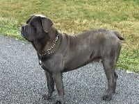 Étalon Cane Corso - Ipsos (Sans Affixe)