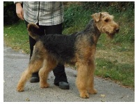 Étalon Airedale Terrier - H'exquise extase des Hautes Terres D'Avalon