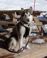 Étalon Alaskan Malamute - CH. Alaskan Diamond Laïka divine princess