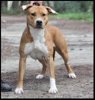 Étalon American Staffordshire Terrier - Briston Legend Jayden little vixen