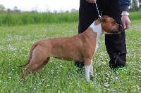 Étalon American Staffordshire Terrier - Little golden color King Of Staffs
