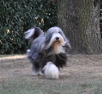 Étalon Bearded Collie - Glamour de Chester