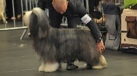 Étalon Bearded Collie - Gossip de Chester