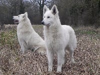 Étalon Berger Blanc Suisse - Lutece des Terres d'Azade