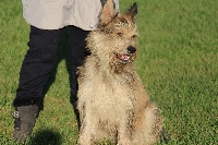 Étalon Berger de Picardie - Louppy-lou des garous d'ebene