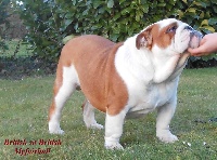 Étalon Bulldog Anglais - stardust For myfairbull