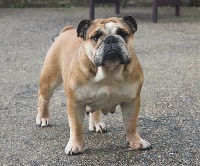 Étalon Bulldog Anglais - Lol Of Pretty Master Bulldog