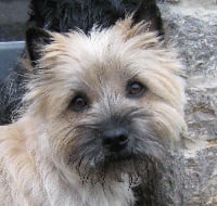 Étalon Cairn Terrier - Indira gandhi de Cosédia