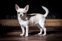 Étalon Chihuahua - Janna Des Barons De Maule