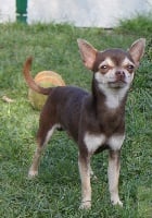 Étalon Chihuahua - Sir forest de chado