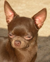 Étalon Chihuahua - Jujube Des muses du haut forez