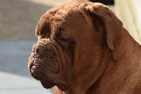 Étalon Dogue de Bordeaux - Kbridgette Titre Initial