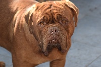 Étalon Dogue de Bordeaux - Ness By Centeline