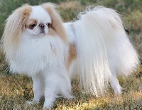 Étalon Epagneul Japonais - Mattakushi golden army