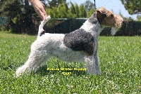 Étalon Fox Terrier Poil Dur - Beauty Of Wire Ground