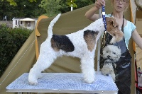 Étalon Fox Terrier Poil Dur - Elliot the one Of Wire Ground