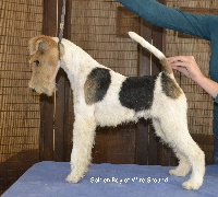 Étalon Fox Terrier Poil Dur - Golden boy Of Wire Ground