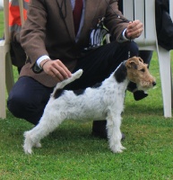 Étalon Fox Terrier Poil Dur - Eclipse Of Wire Ground