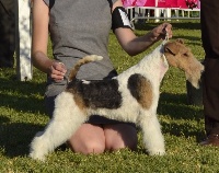 Étalon Fox Terrier Poil Dur - CH. English rose Of Wire Ground