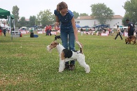 Étalon Fox Terrier Poil Dur - CH. Zenith of assuming arabesque