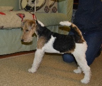 Étalon Fox Terrier Poil Dur - Giulia Of Wire Ground