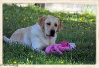 Étalon Labrador Retriever - Milady des joyaux Du bercail natal