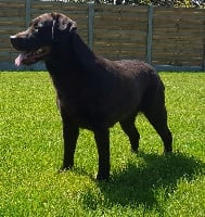 Étalon Labrador Retriever - Nayah of angel' head