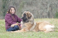 Étalon Leonberger - Margot ello no rebat