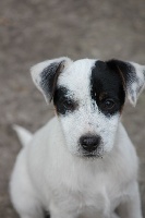 Étalon Parson Russell Terrier - Mahina du Coeur d'Escaudes