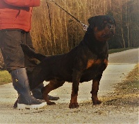 Étalon Rottweiler - CH. Quex vom kirmesplatz