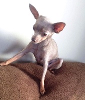 Étalon Russkiy Toy (Petit Chien Russe) - stil Lyumari almaznaya pugovka