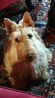 Étalon Scottish Terrier - Lady chatterley of Nice Moon Story