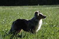 Étalon Shetland Sheepdog - Missive bleue du Domaine du Kalive