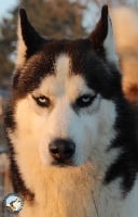 Étalon Siberian Husky - Henzo Des Loups De La Forêt