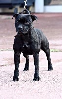 Étalon Staffordshire Bull Terrier - Rainbow Staffie Mary poppins