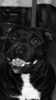 Étalon Staffordshire Bull Terrier - I' aaron black parade de Fambuena Didaho