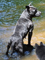 Étalon Staffordshire Bull Terrier - Gaya typical (Sans Affixe)